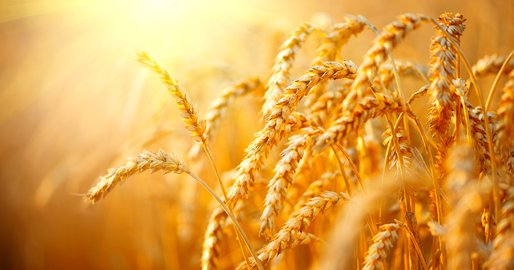Cereals - Wheat Golden Crop